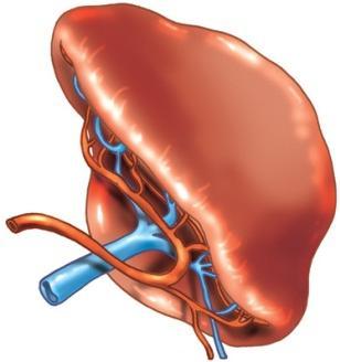 Qual é a constituição do sangue? O sangue é constituído por: São células maiores do que as hemácias. Possuem um núcleo bem visível.