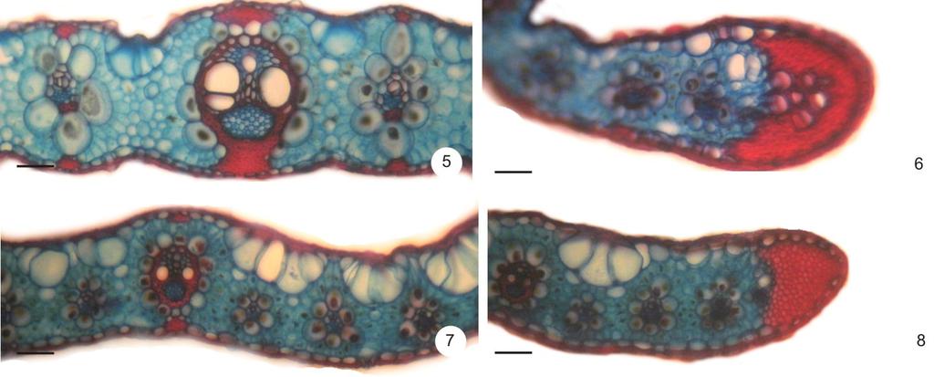Figuras 5-8: Secções transversais de braquiária. 5-6. U. brizantha na região mediana e bordo, respectivamente. 7-8. U. humidicola na região mediana e bordo. (Seta: endoderme). Barras = 50µm.