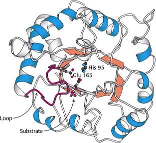 Glicólise: Fase 1 Reaproveitamento da DAHP em GAP A TRIOSE FOSFATO ISOMERASE TIM (n5) Converte DAHP em GAP Envolve Catálise ácido-base TIM Barrel