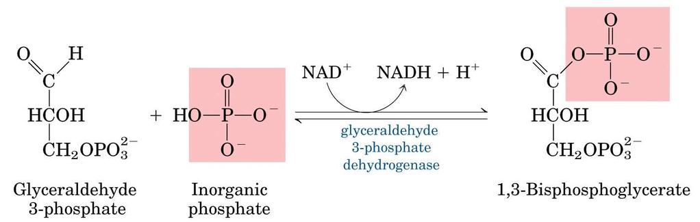 Glicólise: Fase 2 Estágio 1 do PAGAMENTO 2 Moléculas de GAP entram nesta fase GLICERALDEÍDO 3-FOSFATO DESIDROGENASE (n6) Oxidação da GAP em 1,3-Bisfosfoglicerato (1,3-BPG) - Etapa de preparação da