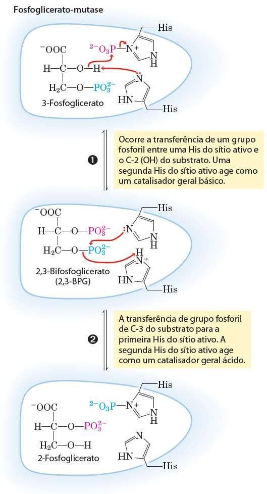 Glicólise: Fase 2 Estágio 2 do PAGAMENTO FOSFOGLICERATO MUTASE (n8) - Rearranjo do grupo Pi Isomerização - Reação