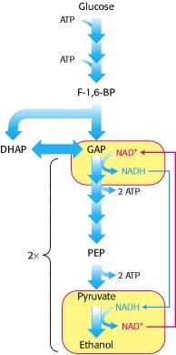 Regeneração de NAD+ O metabolismo de Piruvato