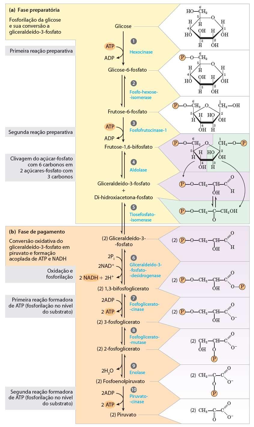 Glicólise Envolve 10 reações enzimáticas Citoplasma 11 metabólitos Dividida em 2 Fases 1) Fase preparatória - Aprisionamento e