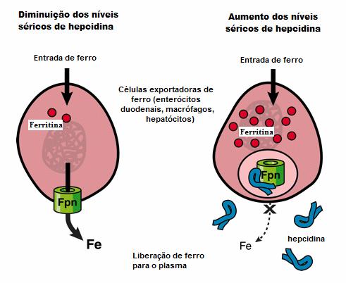 1. INTRODUÇÃO 34 regulação negativa da FPN induzida pela hepcidina pode explicar o armazenamento de ferro em macrófagos e estoques hepáticos, em situações associadas com aumento de hepcidina, como em