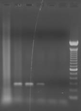 Referência PCR Mycoplasma: J Clin Microbiol. 2003 October; 41(10): 4844 4847.