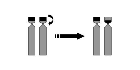 Capítulo I Figura 7 - Idiograma representando possíveis eventos por rearranjo cromossômico envolvendo as regiões de Ag-NORs; a) ocorrência de inversão paracêntrica envolvendo um dos cromossômos
