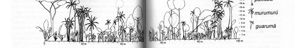 acacifolium Mesma espécie no igapó e na várzea. Diferença no crescimento é notável. :.