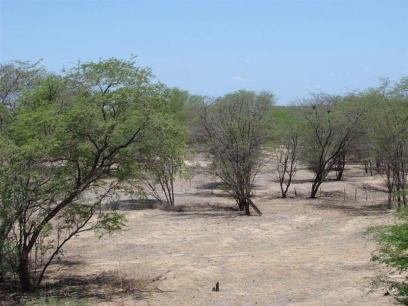 cerrado tem diversas fisionomias de campestres a florestais CAATINGA CROSTA LATERÍTICA (CANGA) 12% território nacional