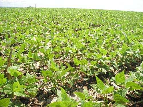 Universidade Federal de Minas Gerais Instituto de Ciências Agrárias Insetário G.