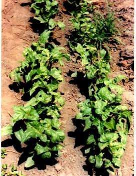 Pessoal, a cigarrinha verde suga a seiva da planta e injeta toxinas, o que ocasiona o enfezamento das plantas, parecendo sintoma de virose.