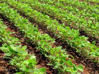 Nós devemos destruir os restos culturais, incorporando ao solo, logo após a colheita, pois assim reduzimos bastante o ataque de pragas no próximo cultivo.