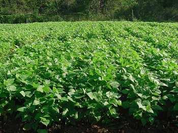 Pessoal, as sementes de feijão a serem plantadas devem ser inoculadas com rizóbio, pois ele forma nódulos nas raízes do feijão fixando o nitrogênio atmosférico, sendo aproveitado pelas plantas de