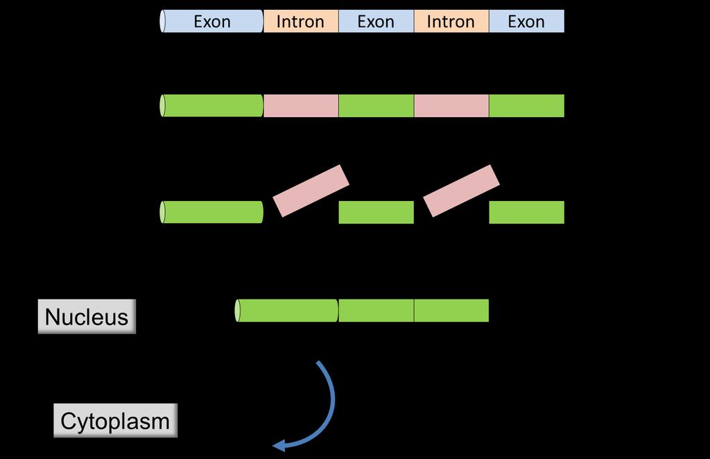 O número de genes em eucariotos varia muito Processamento alternativo de um pré-mrna múltiplos mrna funcionais a