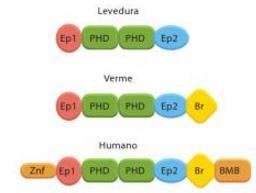 O número de genes em eucariotos varia muito Éxons serem separados por íntrons: facilita a evolução de proteínas;