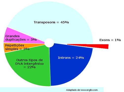 A maior parte do genoma