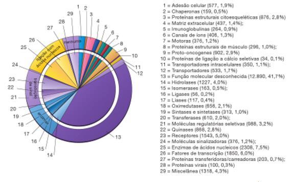 Categoria funcional dos genes no genoma humano Clonagem de DNA recombinante, comparações de genes