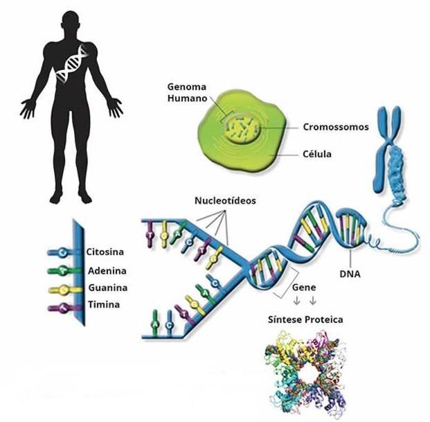 Introdução Gene: segmento de DNA que codifica uma cadeia polipeptídica e inclui regiões que antecedem e que seguem a região codificadora.