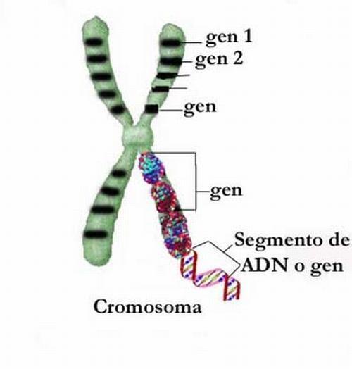 Características do genoma humano 3,2 bilhões de nucleotídeos, mas apenas 5% são transcritos em RNA e menos de 2% correspondem a genes codificadores de proteínas Genes ativos são separados por grandes