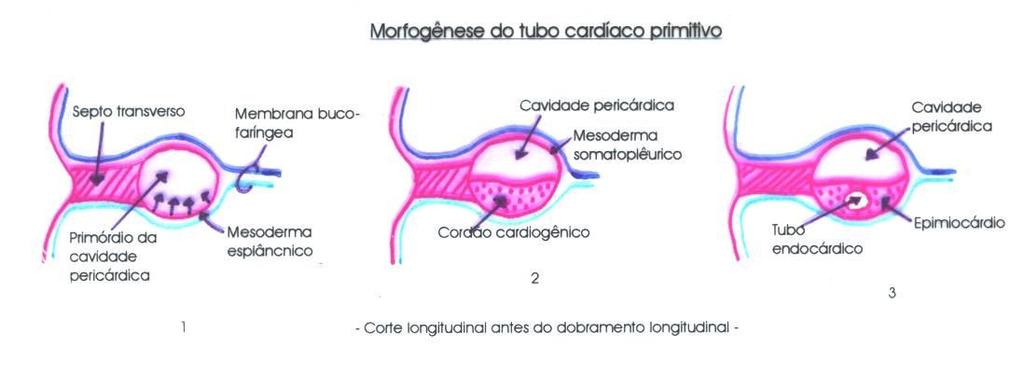 endotélio e a massa de mesoderma esplâncnico que forma o epimiocádio. Dorsalmente continua a cavidade pericárdica, como mostra o desenho 3.