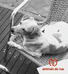 Giga, Fêmea Cão Rafeiro de porte Médio com 1 anos..ao nosso cuidado há mais de Usar Referência 11812 para mais informação.