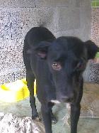 Pretinha, Fêmea Cão Rafeiro de porte Médio com 5 anos..ao nosso cuidado há mais de 5 anos.