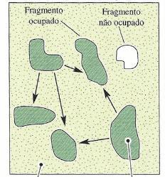 Diferentes modelos Fonte-Dreno MATRIZ FRAGMENTO Interações bióticas e condições ambientais Distribuição de