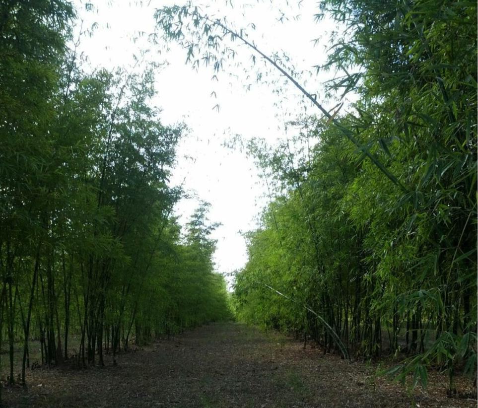 BIOMASSA BAMBU: Rápido crescimento, perene, facilidade de estabelecimento, manutenção Rusticidade Poder Calorífico: 4.