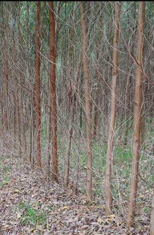 PLANTIO ADENSADO DE EUCALIPTOS Plantio com espaçamento 3,00m x 0,50m Colheita mecanizada