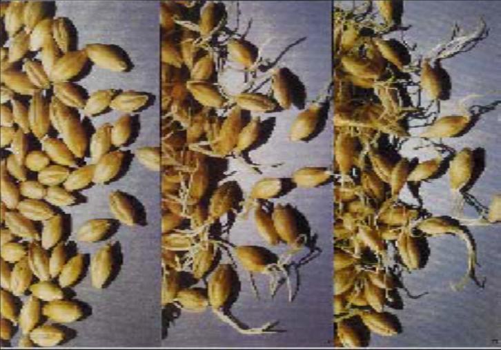maltagem, onde as sementes são deixadas germinar até formarem enzimas capazes de hidrolisar polissacarídeos de reserva (amido)
