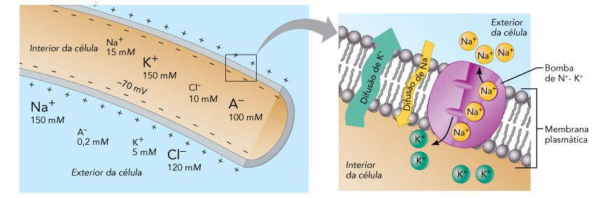 A bomba Na + K + ATPase