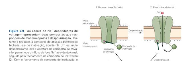 Canais de Na