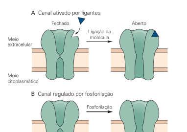 Os canais iônicos podem ser