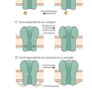 a regulação: Conduzem íons;