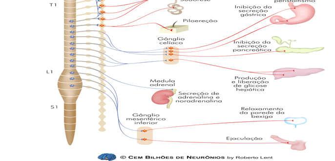 Estas se originam de neurônios situados na c a d e i a d e g â n g l i o s paravertebrais (onde há t a m b é m m u i t o s (T1 L2 ou L3).