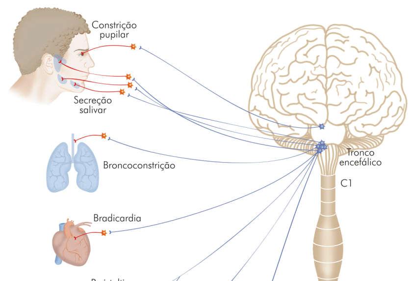 DIVISÃO PARASSIMPÁTICA Neurônios préganglionares no tronco encefálico e em segmentos sacrais da medula espinal (S3-S4). Gânglios próximos ou na parede do órgão inervado. Figura 14.5.