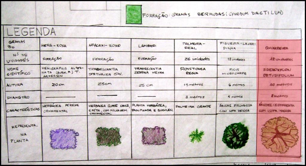 Fotos Planta (Vegetação - Espécies) Foto: