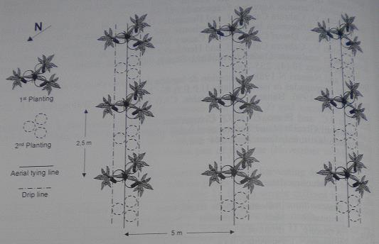 Figura 16 - Esquema de plantação a um ciclo (Cabrera et al., 1998b) 3.