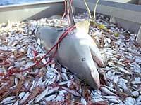 filetagem Ins tituto de Pesca -SP Os resíduos de pescado podem ser dirigidos para vários