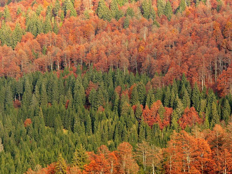 A floresta temperada diz-se decídua ou caducifólia, pois suas árvores perdem as folhas periodicamente