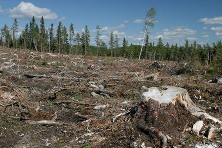 Ameaças à geodiversidade Reflorestamento,