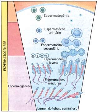 Observe, na ilustração, os tipos celulares da linhagem germinativa presentes nos túbulos seminíferos. Adaptado de GARTNER, Leslie P.; HIATT, James L. Atlas colorido de histologia.