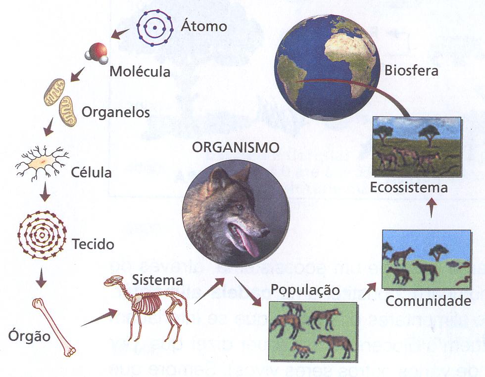 Diversidade na Biosfera Organização biológica Organismos