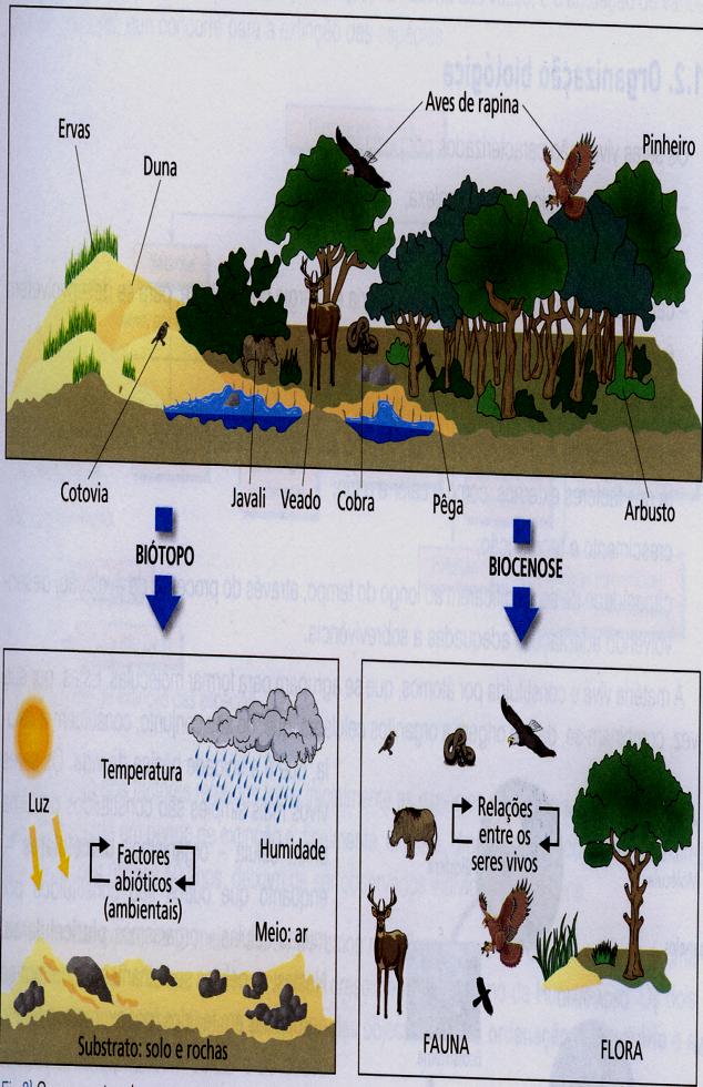 Diversidade na Biosfera A diversidade Por biosfera também se entende como sendo o conjunto de todos os ecossistemas existentes no nosso planeta. biótopo Lugar onde vive a biocenose.