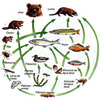 Diversidade na Biosfera Cadeias e teias alimentares A transferência de matéria e energia entre os seres vivos de um ecossistema (através de uma série de relações tróficas) constitui uma