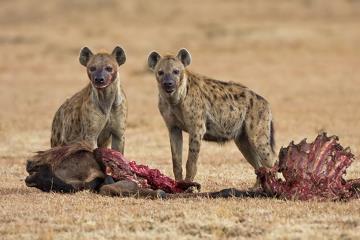 Na África, é comum ver hienas à espreita dos leões, esse também é mais um exemplo de comensalismo no reino animal. Assim como os abutres e urubus, as hienas alimentam-se dos restos deixados por eles.