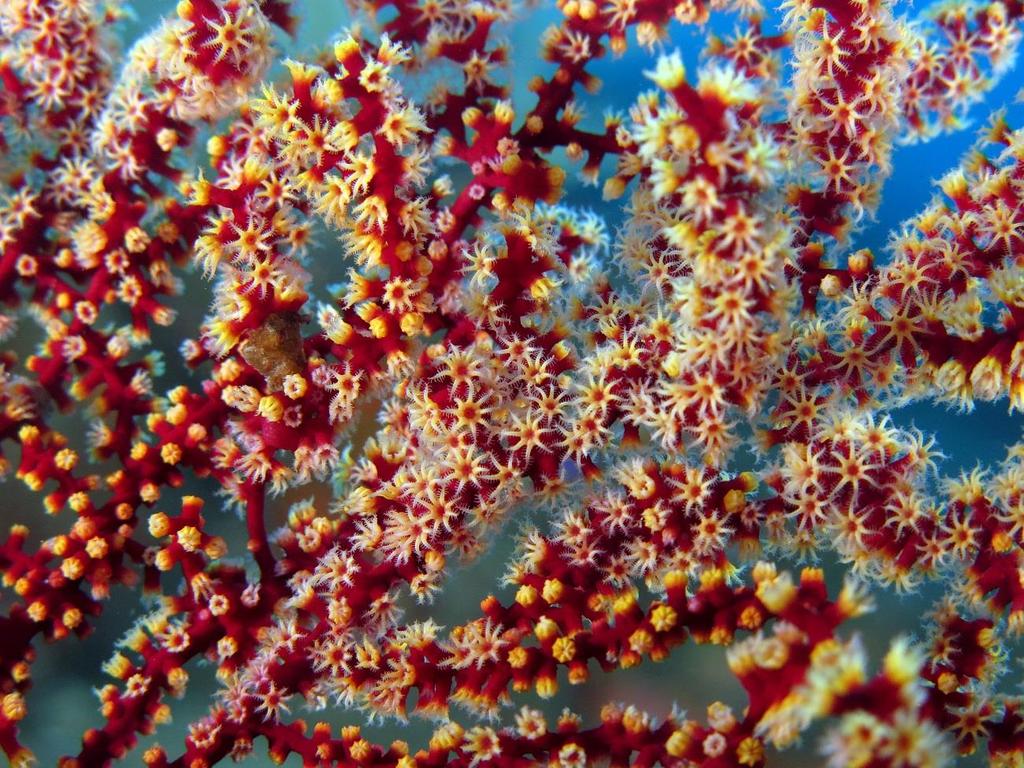 Figura 5 Colônia de coral Fonte: Laura Dinraths/Shutterstock.