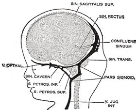 Diapositivo 10 RESULTADOS 80 mm no 3M de gestação o feto duplicou de volume; a tenda do cerebelo encontra-se formada; seio transverso adquire posição definitiva; seio tentorial regride; persiste como