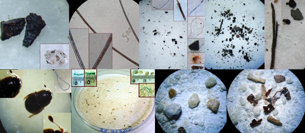 Duas das 13 amostras de açúcar reprovaram por numerosas matérias carbonizadas, partículas magnéticas e metálicas e pêlo de roedor (figura 3).