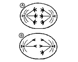 6. (UFPE) Na meiose, para a formação das células reprodutoras, observa-se o emparelhamento de cromossomos homólogos na: a) metáfase II; d) anáfase I; b) metáfase I; e) anáfase II. c) prófase II; 11.