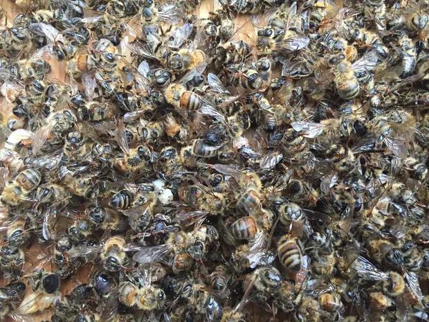 02/09/16 Abelhas mortas no apiário Flowertown Bee Farm and Supplies, no noroeste de